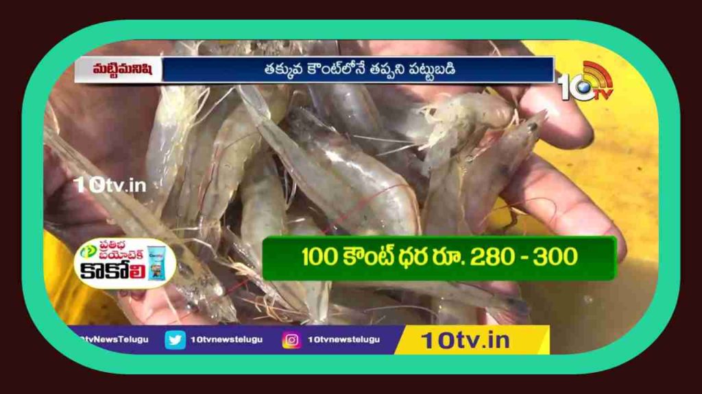 Prawn Cultivation