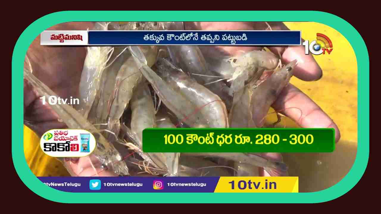 Prawn Cultivation : పడిపోతున్న ధరలు, చుక్కలనంటుతున్న ఉత్పత్తి వ్యయం.. రొయ్యరైతు విలవిల Prawn Cultivation : పడిపోతున్న ధరలు, చుక్కలనంటుతున్న ఉత్పత్తి వ్యయం.. రొయ్యరైతు విలవిల