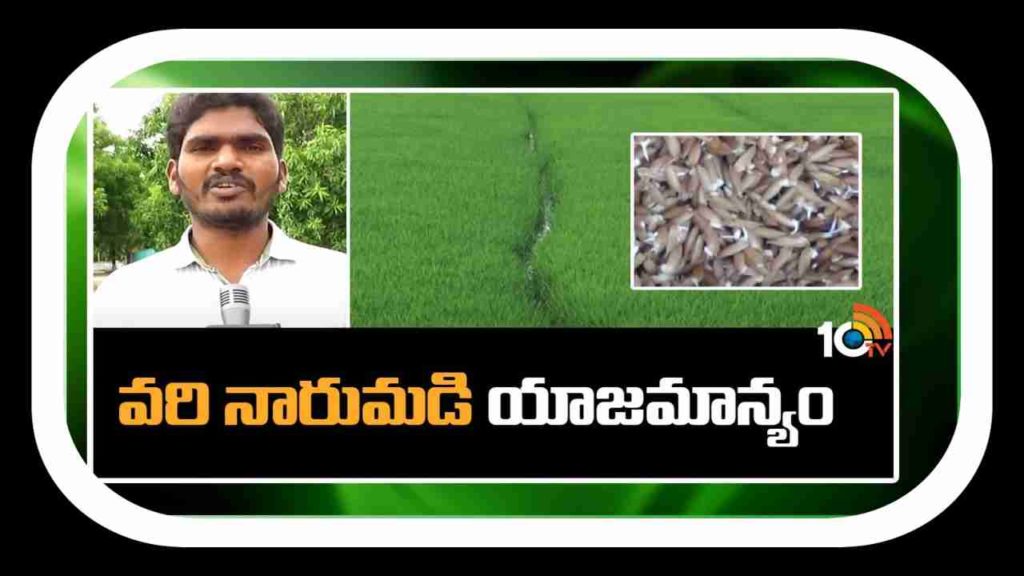 Preparation of Paddy Nursery