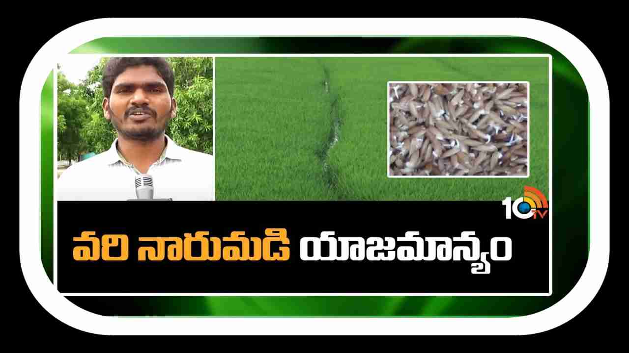 Paddy Nursery : ఖరీఫ్ వరినారుమడులను పోస్తున్న రైతులు.. నాణ్యమైన నారు కోసం చేపట్టాల్సిన మెళకువలు Paddy Nursery : ఖరీఫ్ వరినారుమడులను పోస్తున్న రైతులు.. నాణ్యమైన నారు కోసం చేపట్టాల్సిన మెళకువలు