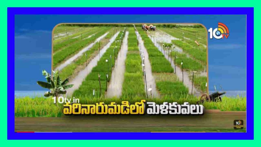 Preparation of Paddy Nursery