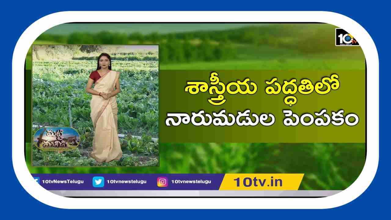 Preventing Pests : శాస్త్రీయ పద్ధతిలో నారుమడులు పెంపకంతో తెగుళ్లకు అడ్డుకట్ట Preventing Pests : శాస్త్రీయ పద్ధతిలో నారుమడులు పెంపకంతో తెగుళ్లకు అడ్డుకట్ట