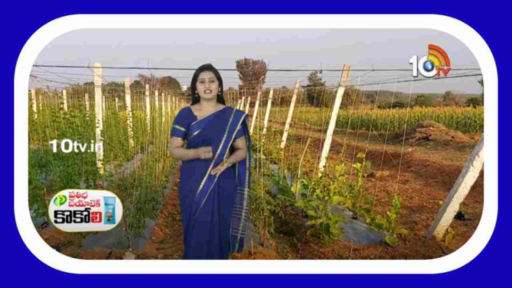 Rainy Season Crops