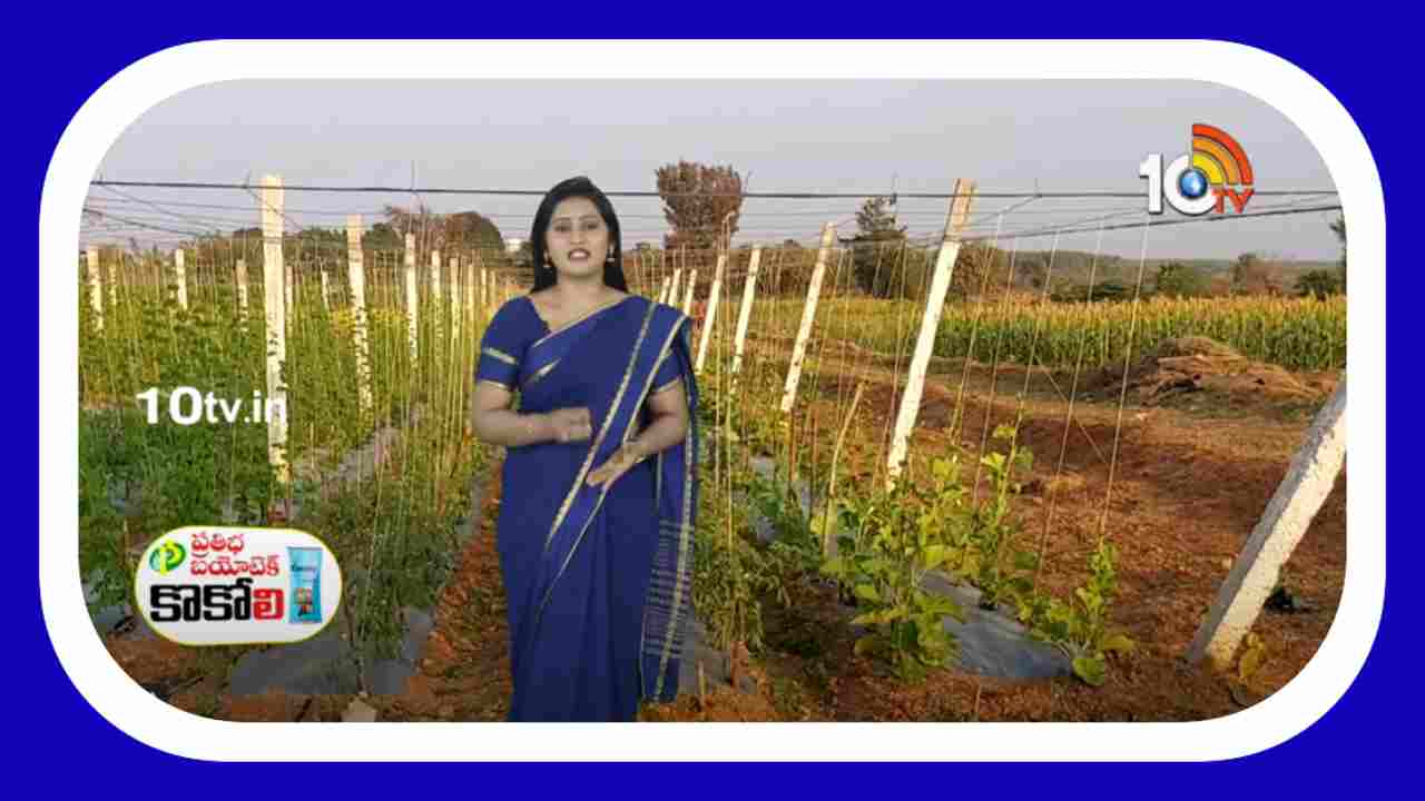 Vegetable Crops : వర్షాకాలంలో వేసుకోదగ్గ కూరగాయ పంటలు… చేపట్టాల్సిన యాజమాన్య చర్యలు Vegetable Crops : వర్షాకాలంలో వేసుకోదగ్గ కూరగాయ పంటలు… చేపట్టాల్సిన యాజమాన్య చర్యలు
