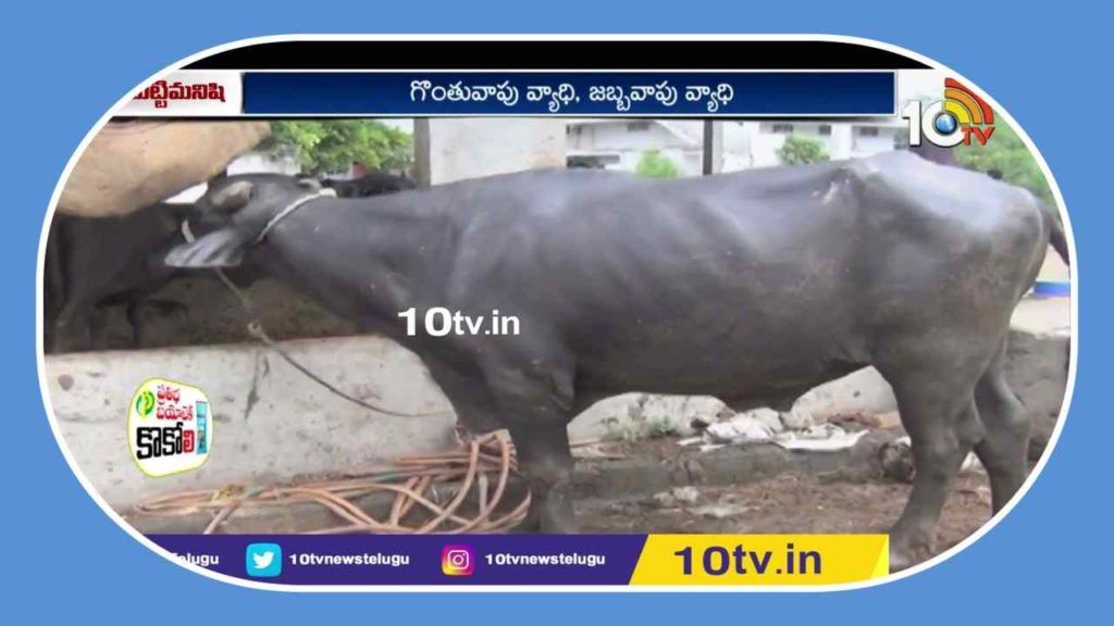 Rainy Season Diseases