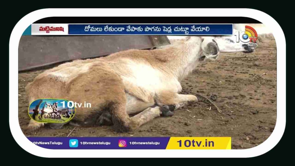 Animal Diseases