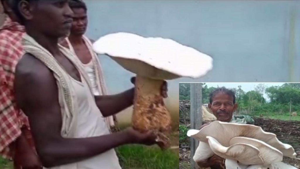 Rare big mushroom In Odisha
