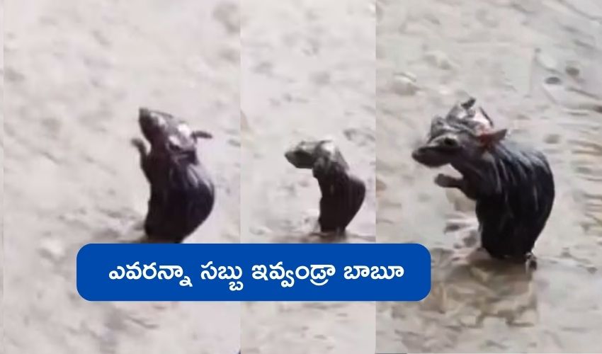 Rat Bathing in Rain