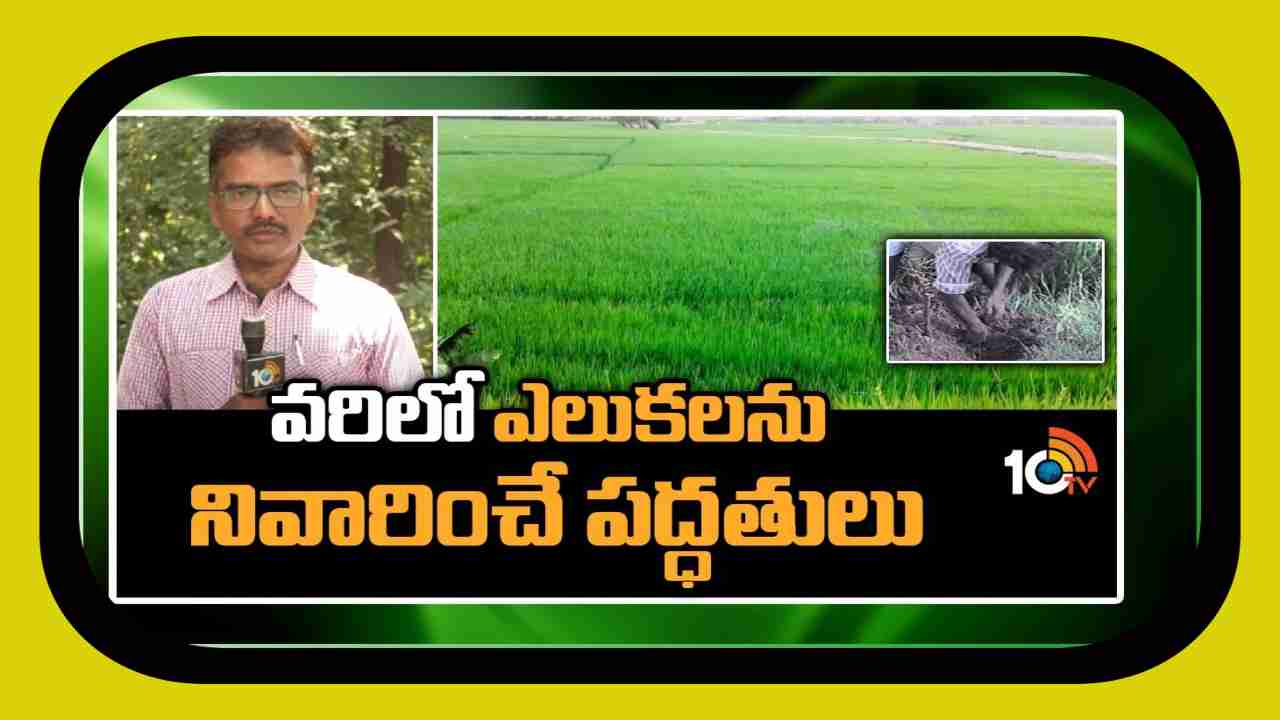 Rat Damage Control in Paddy : వరిలో ఎలుకలను నివారించే పద్ధతులు Rat Damage Control in Paddy : వరిలో ఎలుకలను నివారించే పద్ధతులు