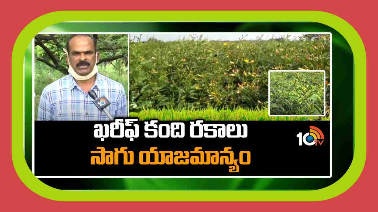 Redgram Varieties : ఖరీఫ్ కు అనువైన కంది రకాలు.. అధిక దిగుబడుల కోసం మేలైన యాజమాన్యం Redgram Varieties : ఖరీఫ్ కు అనువైన కంది రకాలు.. అధిక దిగుబడుల కోసం మేలైన యాజమాన్యం