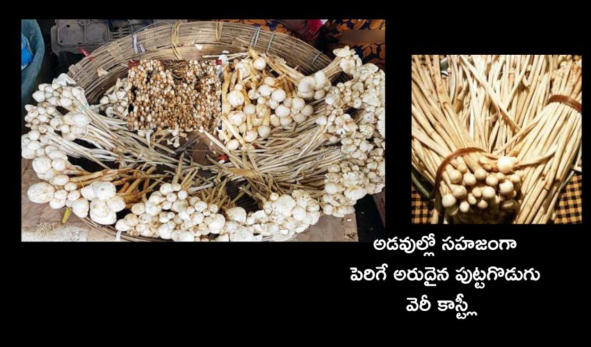 Mushroom : చిట్టడవిలో సహజసిద్ధంగా పెరిగే ఈ పుట్టగొడుగుకు ఫుల్ డిమాండ్ .. కిలో ఎంతో తెలుసా..? తింటే లాభాలెన్నో Mushroom : చిట్టడవిలో సహజసిద్ధంగా పెరిగే ఈ పుట్టగొడుగుకు ఫుల్ డిమాండ్ .. కిలో ఎంతో తెలుసా..? తింటే లాభాలెన్నో