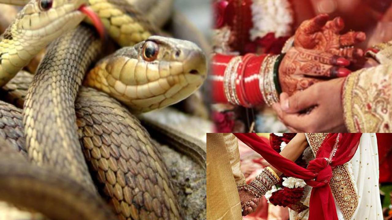 Snakes : పాములు అంతరించిపోవటం వల్ల .. ఆడబిడ్డలకు వివాహాలు కావటంలేదట Snakes : పాములు అంతరించిపోవటం వల్ల .. ఆడబిడ్డలకు వివాహాలు కావటంలేదట
