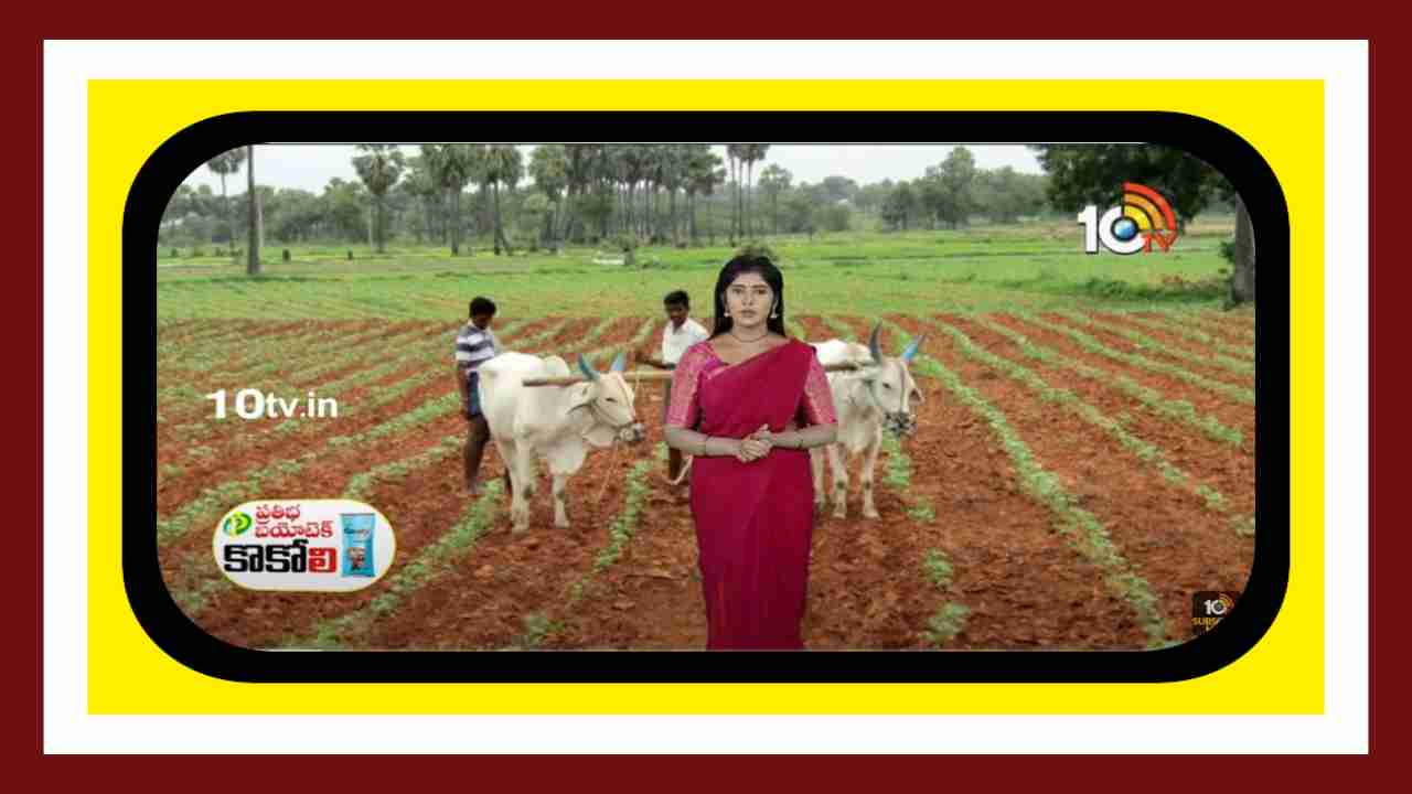 Seed Germination : విత్తేముందు విత్తన మెలక శాతం పరీక్ష చేయాలంటున్న శాస్త్రవేత్తలు Seed Germination : విత్తేముందు విత్తన మెలక శాతం పరీక్ష చేయాలంటున్న శాస్త్రవేత్తలు