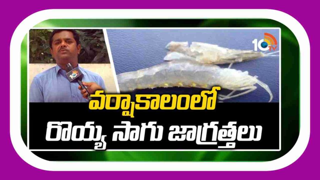 Shrimp Cultivation