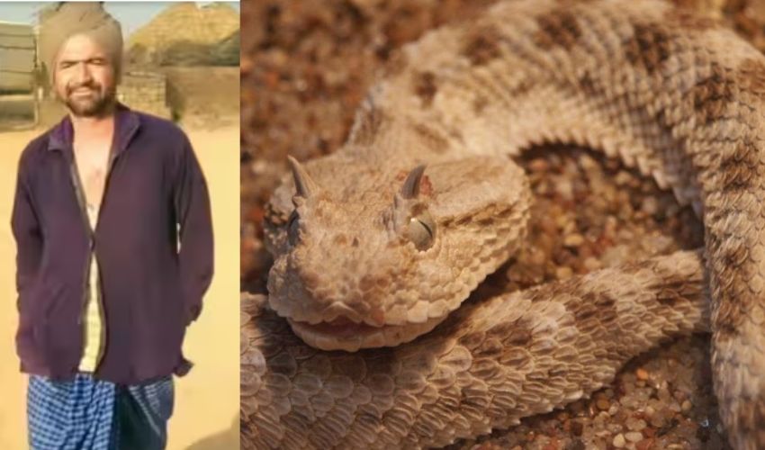 Snake bites man twice in Rajasthan