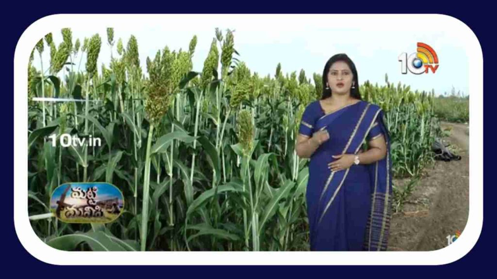 Sorghum Cultivation