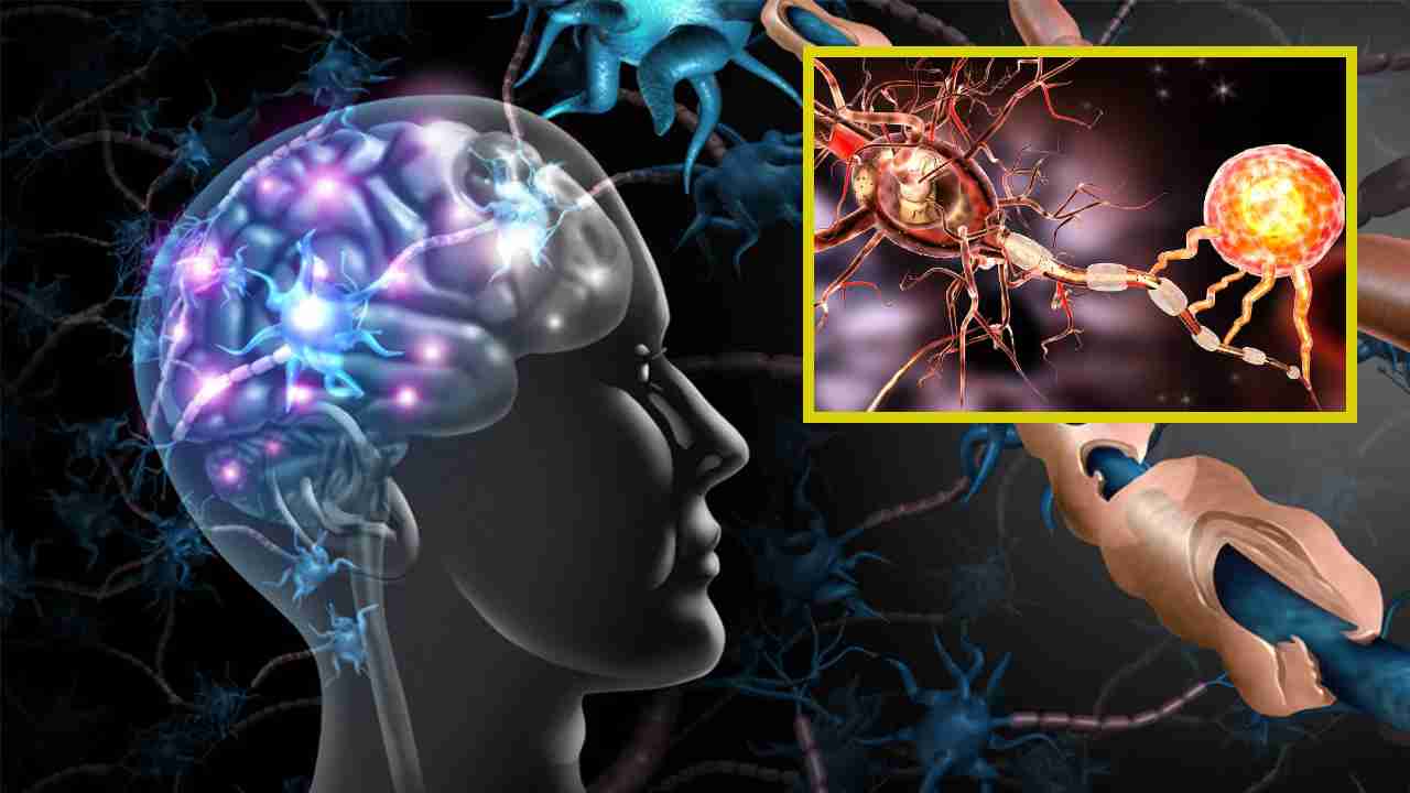 Stress and Multiple Sclerosis : యువకులలో వైకల్యానికి ఒత్తిడి ప్రధాన కారణమా ? ఒత్తిడి నాడీ వ్యవస్ధలో మల్టిపుల్ స్క్లెరోసిస్ ప్రమాదాన్ని పెంచుతుందా ? Stress and Multiple Sclerosis : యువకులలో వైకల్యానికి ఒత్తిడి ప్రధాన కారణమా ? ఒత్తిడి నాడీ వ్యవస్ధలో మల్టిపుల్ స్క్లెరోసిస్ ప్రమాదాన్ని పెంచుతుందా ?