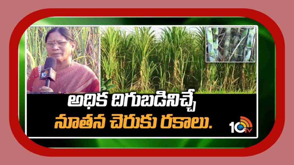 Sugarcane Cultivation
