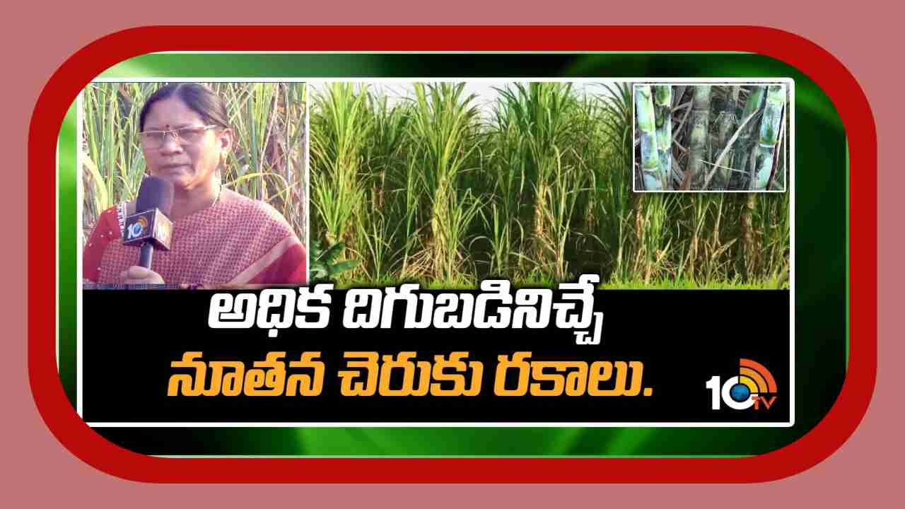 Sugarcane Cultivation : ఉత్తర కోస్తాకు అనువైన నూతన చెరకు రకాలు Sugarcane Cultivation : ఉత్తర కోస్తాకు అనువైన నూతన చెరకు రకాలు