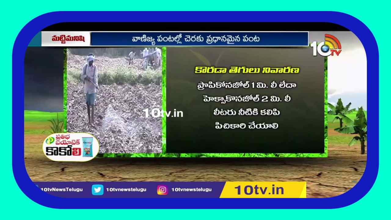 Sugarcane Cultivation : చెరకు తోటల్లో పెరిగిన తెగుళ్ల ఉదృతి.. సమగ్ర సస్యరక్షణ Sugarcane Cultivation : చెరకు తోటల్లో పెరిగిన తెగుళ్ల ఉదృతి.. సమగ్ర సస్యరక్షణ