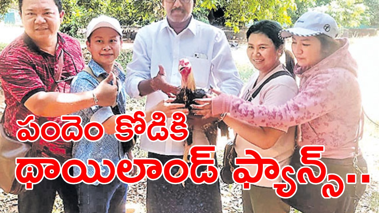 Pandem Kodi : పందెం కోడికోసం థాయిలాండ్ నుంచి రంగాపురానికొచ్చారు..! యాజమాని ససేమిరా అనడంతో.. Pandem Kodi : పందెం కోడికోసం థాయిలాండ్ నుంచి రంగాపురానికొచ్చారు..! యాజమాని ససేమిరా అనడంతో..