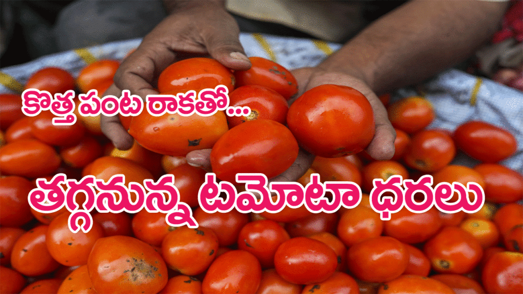 Tomato prices to go down