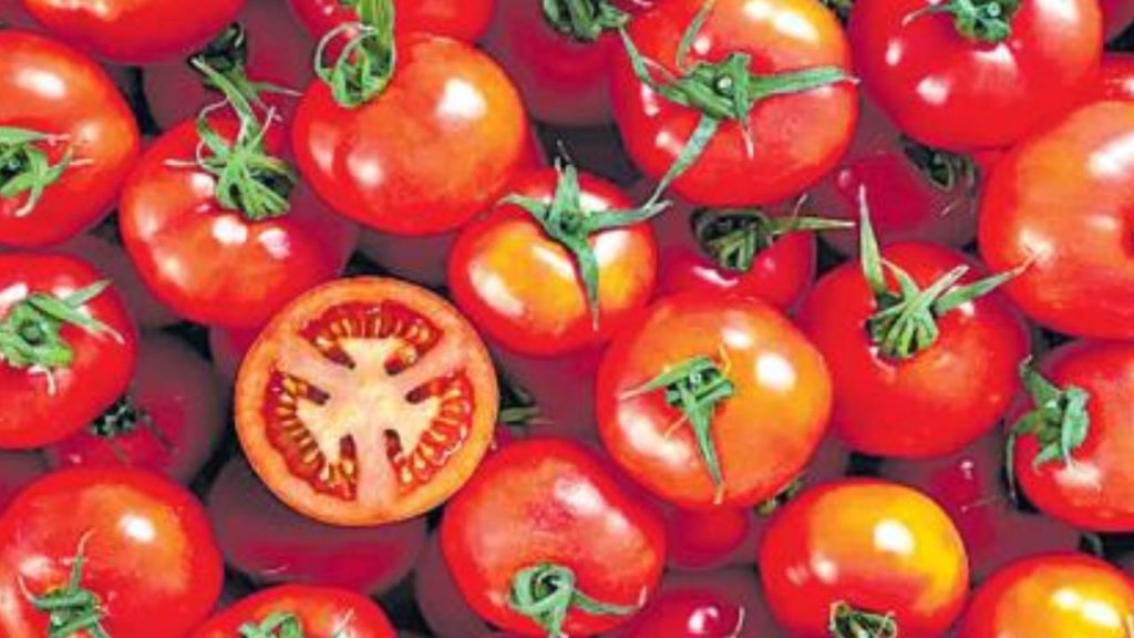 Tomato