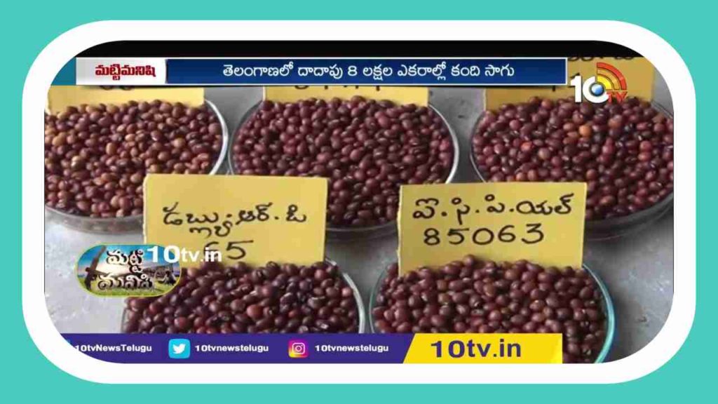 Toor Dal Farming
