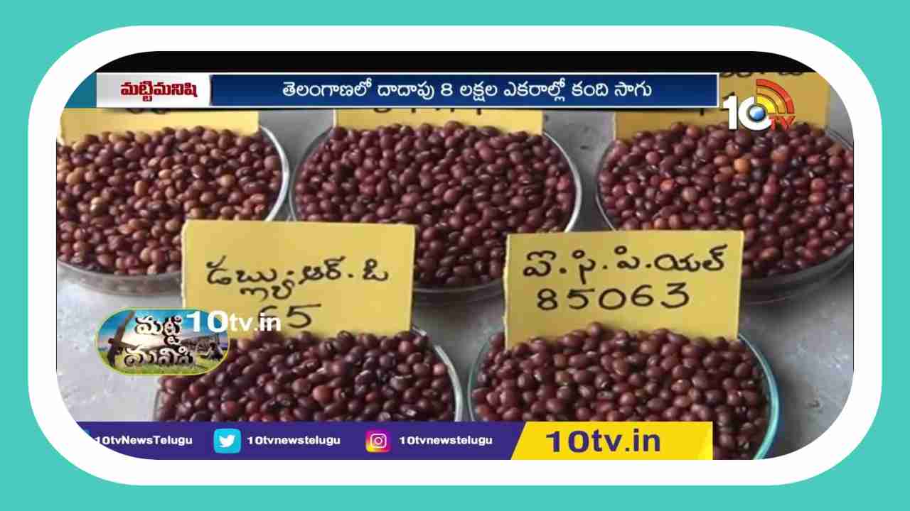 varieties of Warangal Kandi : రైతులకు అందుబాటులో నూతన వరంగల్ కంది రకాలు.. తక్కువ సమయంలోనే అధిక దిగుబడి varieties of Warangal Kandi : రైతులకు అందుబాటులో నూతన వరంగల్ కంది రకాలు.. తక్కువ సమయంలోనే అధిక దిగుబడి