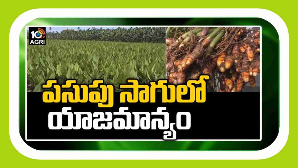 Turmeric Crop Cultivation