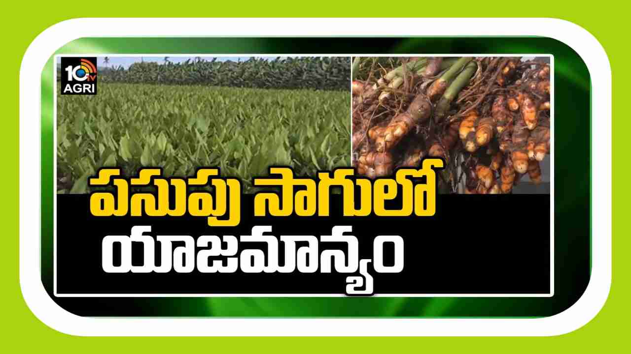 Turmeric Crop Cultivation : పసుపు విత్తేందుకు సిద్ధమవుతున్న రైతులు.. రకాల ఎంపిక, సాగు మెళకువలు Turmeric Crop Cultivation : పసుపు విత్తేందుకు సిద్ధమవుతున్న రైతులు.. రకాల ఎంపిక, సాగు మెళకువలు
