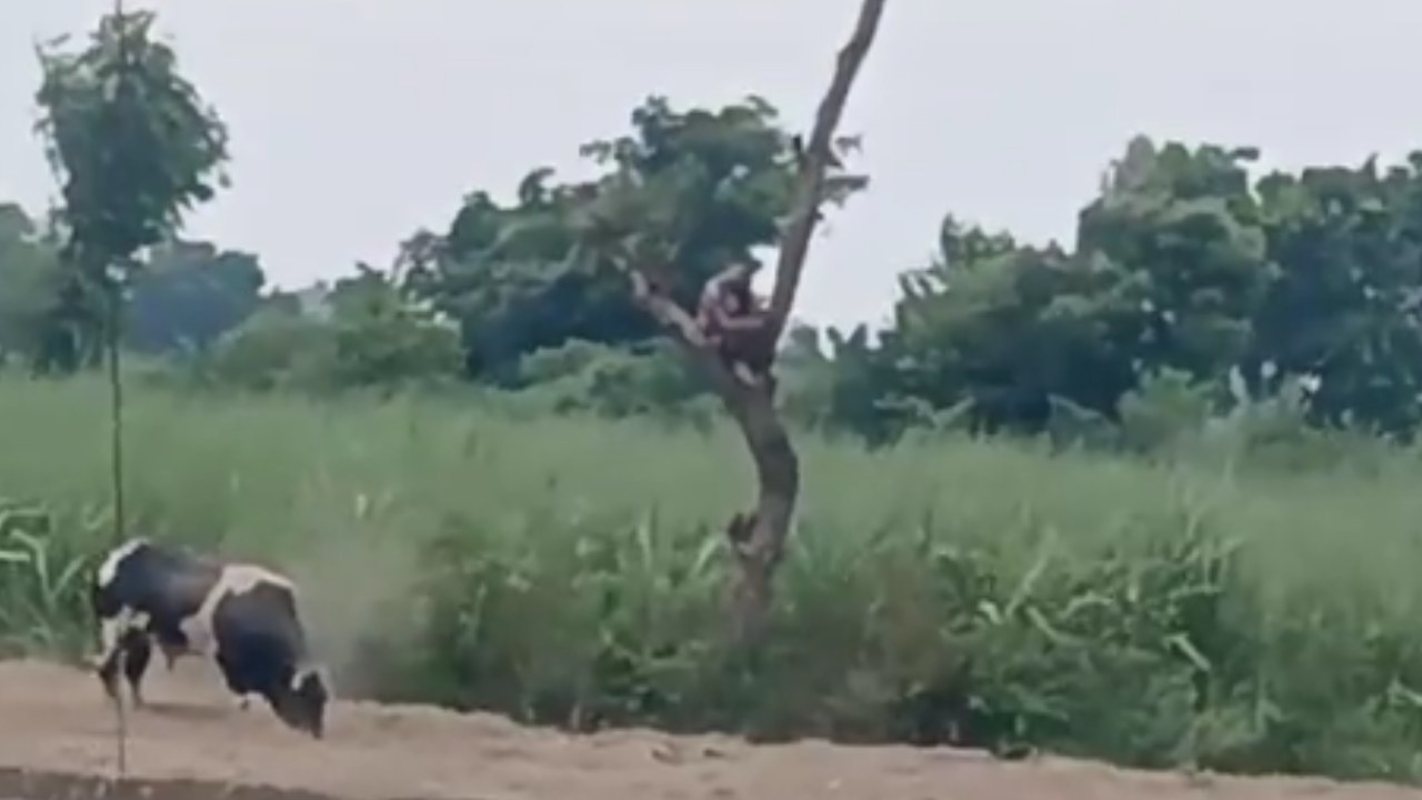 UP Farmer Climbs Tree: పగబట్టిన ఎద్దు.. రెండు గంటలు చెట్టుపైనే రైతు.. వీడియో వైరల్.. అఖిలేశ్ యాదవ్ ఆసక్తికర ట్వీట్ UP Farmer Climbs Tree: పగబట్టిన ఎద్దు.. రెండు గంటలు చెట్టుపైనే రైతు.. వీడియో వైరల్.. అఖిలేశ్ యాదవ్ ఆసక్తికర ట్వీట్