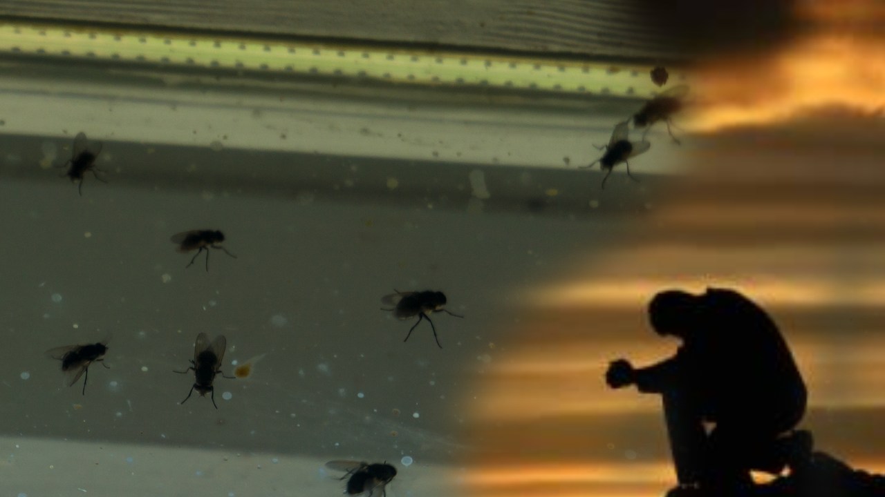 Flies problem in Village : ద్యావుడా..! ఈగల వల్లే ఆ ఊర్లో అబ్బాయిలకు పెళ్లిళ్లు కావటంలేదట.!! Flies problem in Village : ద్యావుడా..! ఈగల వల్లే ఆ ఊర్లో అబ్బాయిలకు పెళ్లిళ్లు కావటంలేదట.!!