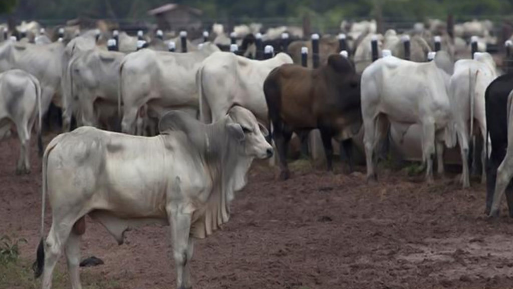 five slaps with slipper on residents if cattle found astray in madhya pradesh village