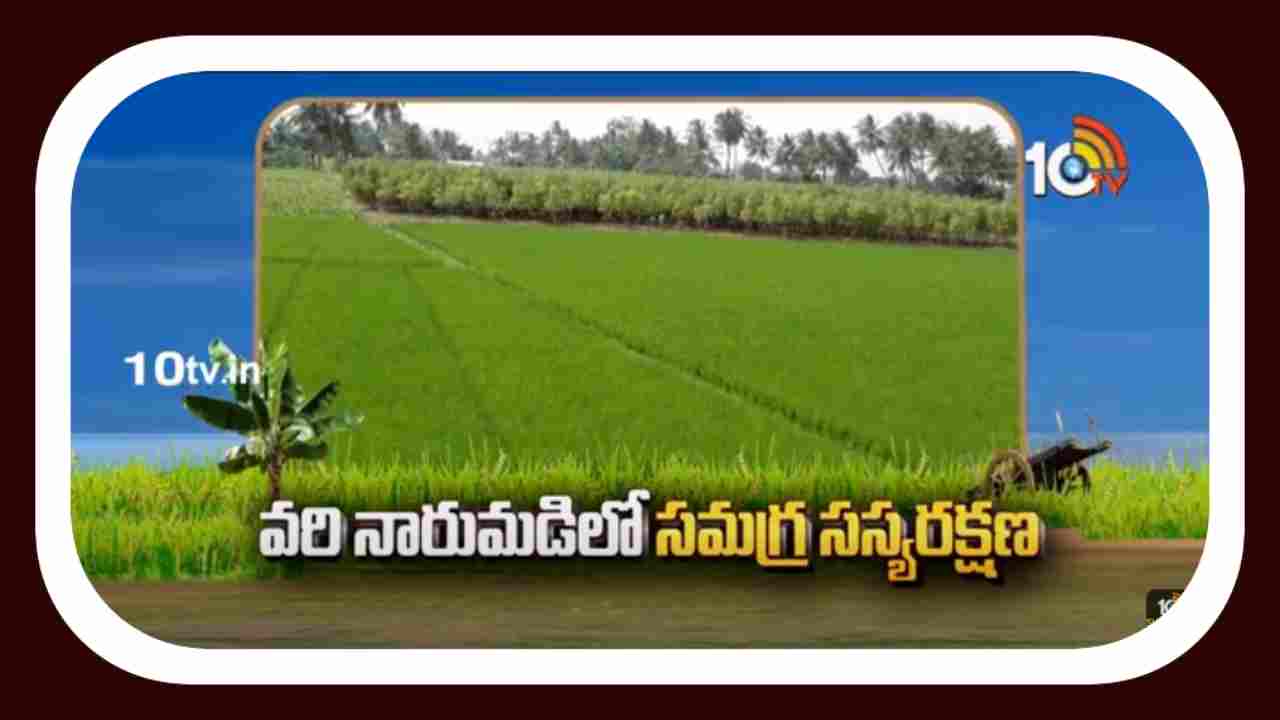 Vari Naarumadi : వరి నారుమడిలో సమగ్ర సస్యరక్షణ Vari Naarumadi : వరి నారుమడిలో సమగ్ర సస్యరక్షణ