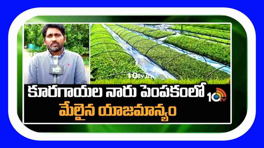 Vegetable Nursery