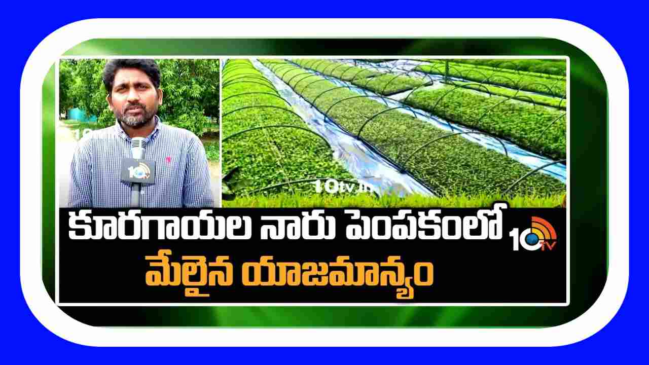 Vegetable Nursery : ఖరీఫ్ కూరగాయల సాగుకు సిద్ధమవుతున్న రైతులు.. నార్ల పెంపకంలో తీసుకోవాల్సిన మెళకువలు Vegetable Nursery : ఖరీఫ్ కూరగాయల సాగుకు సిద్ధమవుతున్న రైతులు.. నార్ల పెంపకంలో తీసుకోవాల్సిన మెళకువలు