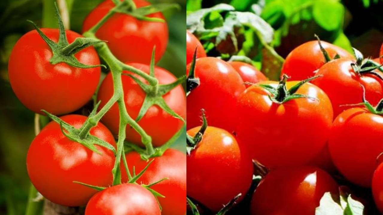 Alternative To Tomatoes : టమాటాలకు బదులు ఇవి వాడుకోండి .. వంటకాలకు రుచికి రుచీ..డబ్బు కూడా ఆదా.. Alternative To Tomatoes : టమాటాలకు బదులు ఇవి వాడుకోండి .. వంటకాలకు రుచికి రుచీ..డబ్బు కూడా ఆదా..