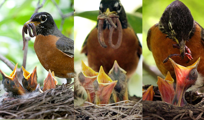 Effect of vasanta ritu on Birds : ముందే వచ్చేస్తున్న వసంతకాలం,చనిపోతున్న పక్షి పిల్లలు..! ఆందోళనకర కారణాలు Effect of vasanta ritu on Birds : ముందే వచ్చేస్తున్న వసంతకాలం,చనిపోతున్న పక్షి పిల్లలు..! ఆందోళనకర కారణాలు