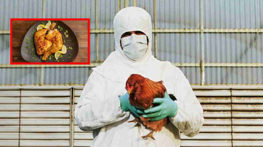 chicken cause bird flu