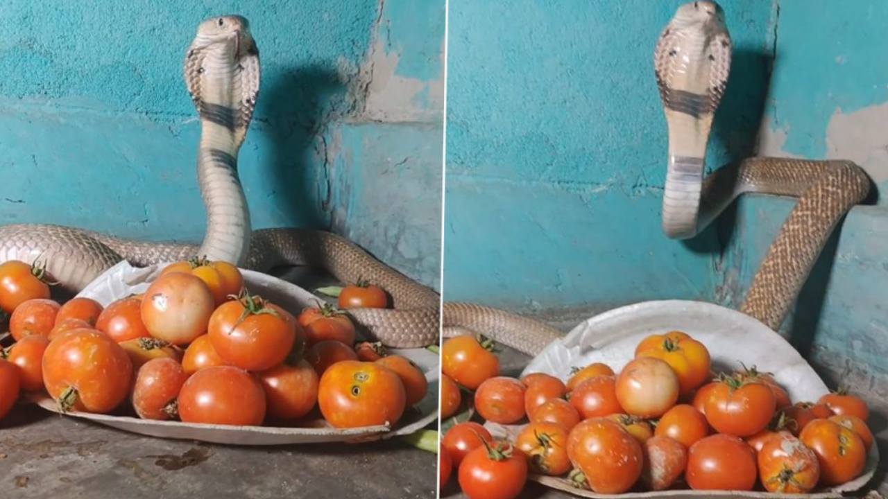 Cobra Guards Tomatoes : టమాటాలకు కాపలాగా నాగుపాము Cobra Guards Tomatoes : టమాటాలకు కాపలాగా నాగుపాము