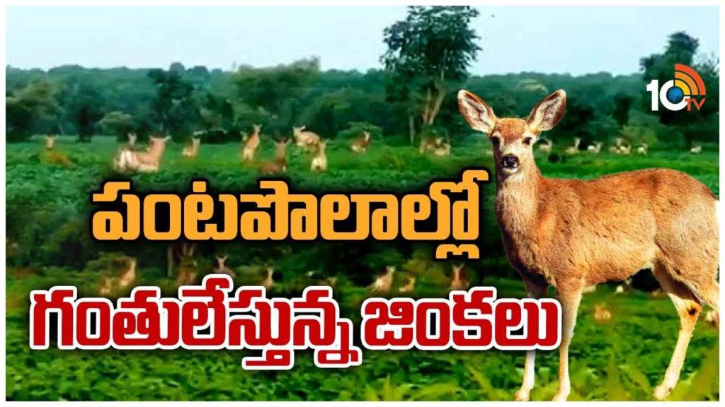 Deer Roam In Agriculture Fields Of Sangareddy District