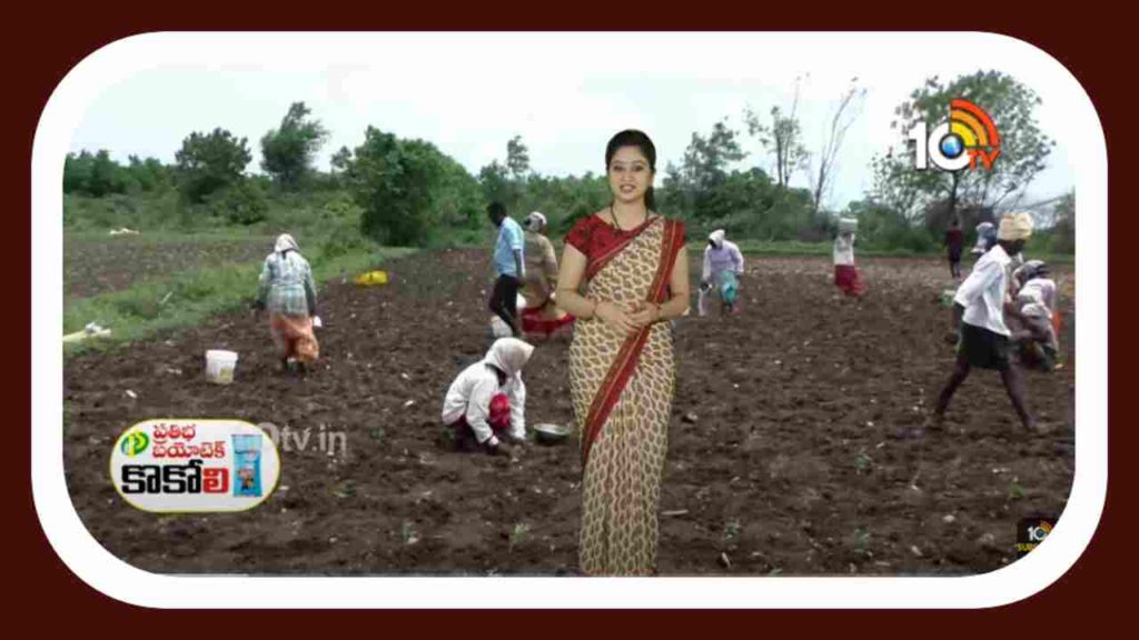 kharif chilli cultivation