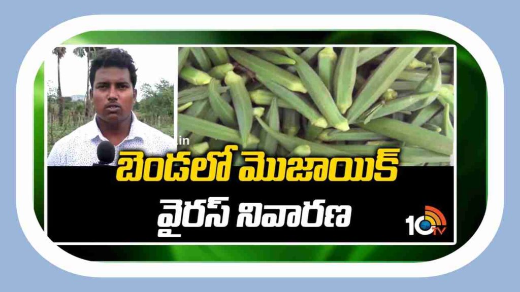 ladies finger Cultivation