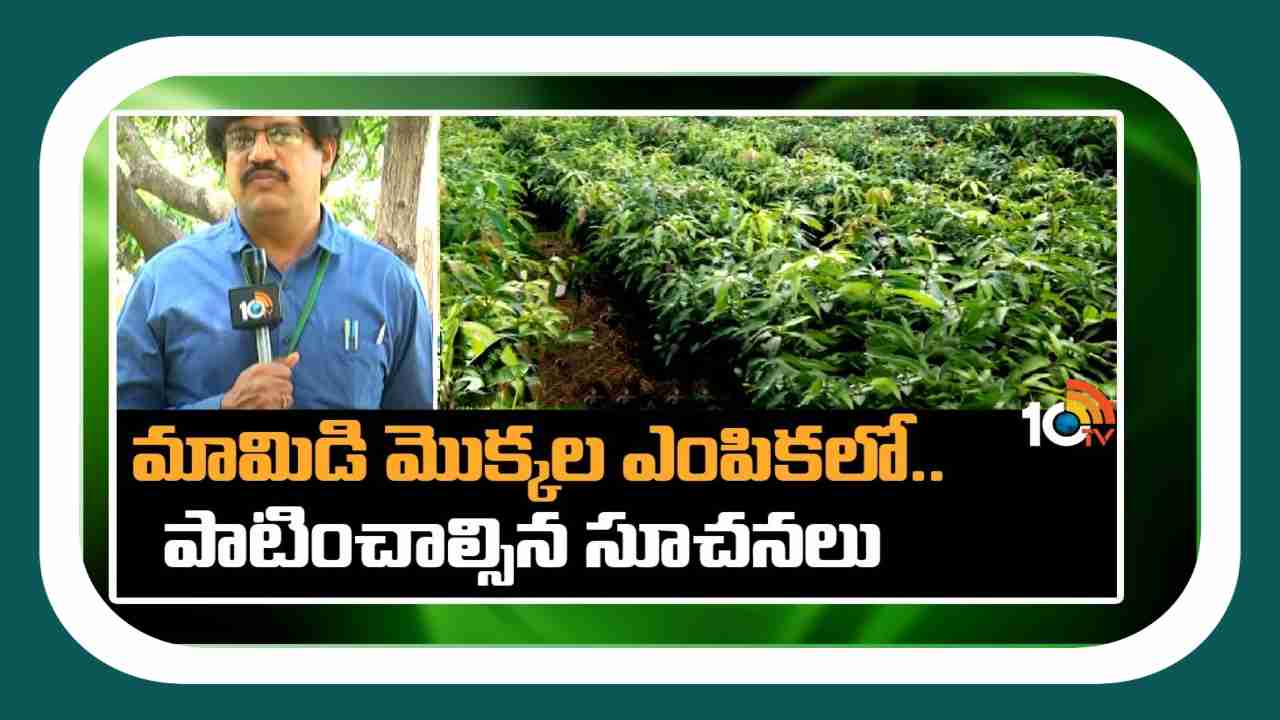 Plant Mango : మామిడి నాటేందుకు తొలకరి అనువైన సమయం.. మార్కెట్ గిరాకీకి అనుగుణంగా రకాలు ఎంపిక Plant Mango : మామిడి నాటేందుకు తొలకరి అనువైన సమయం.. మార్కెట్ గిరాకీకి అనుగుణంగా రకాలు ఎంపిక