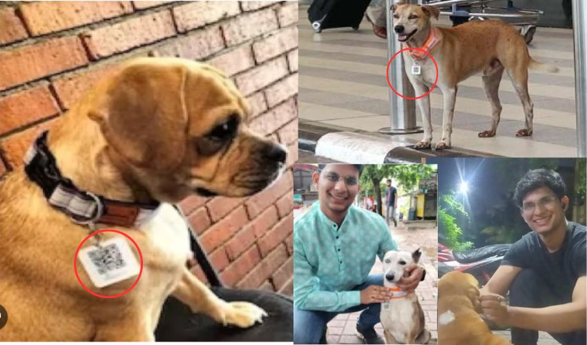 mumbai stray dogs aadhaar