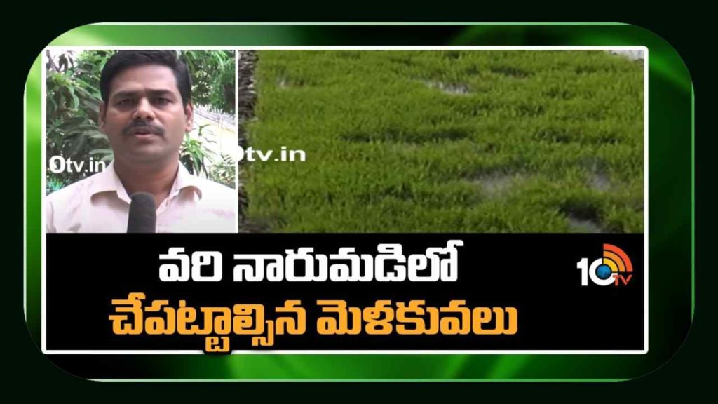 paddy cultivation