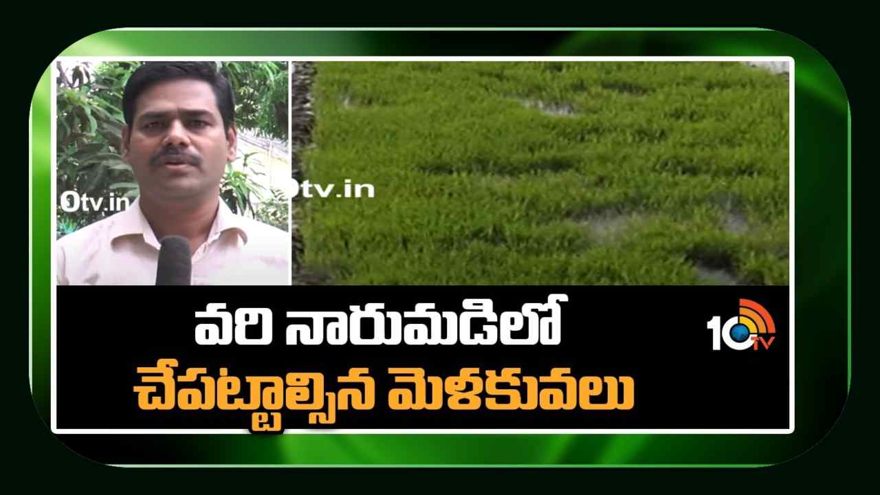 Paddy Cultivation : ఖరీఫ్ వరి నారుమడులు పోస్తున్న రైతులు.. నాణ్యమైన నారుకోసం మేలైన యాజమాన్యం Paddy Cultivation : ఖరీఫ్ వరి నారుమడులు పోస్తున్న రైతులు.. నాణ్యమైన నారుకోసం మేలైన యాజమాన్యం