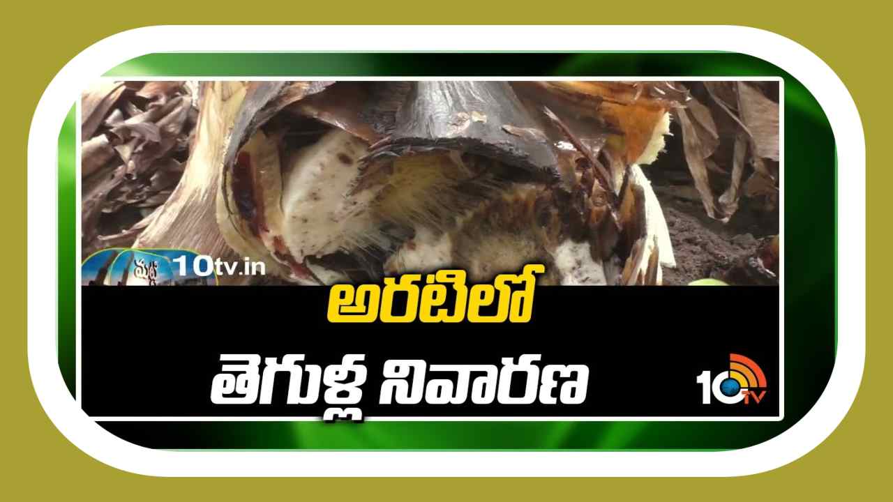 Pests in Banana : అరటిలో తెగుళ్ల నివారణ Pests in Banana : అరటిలో తెగుళ్ల నివారణ