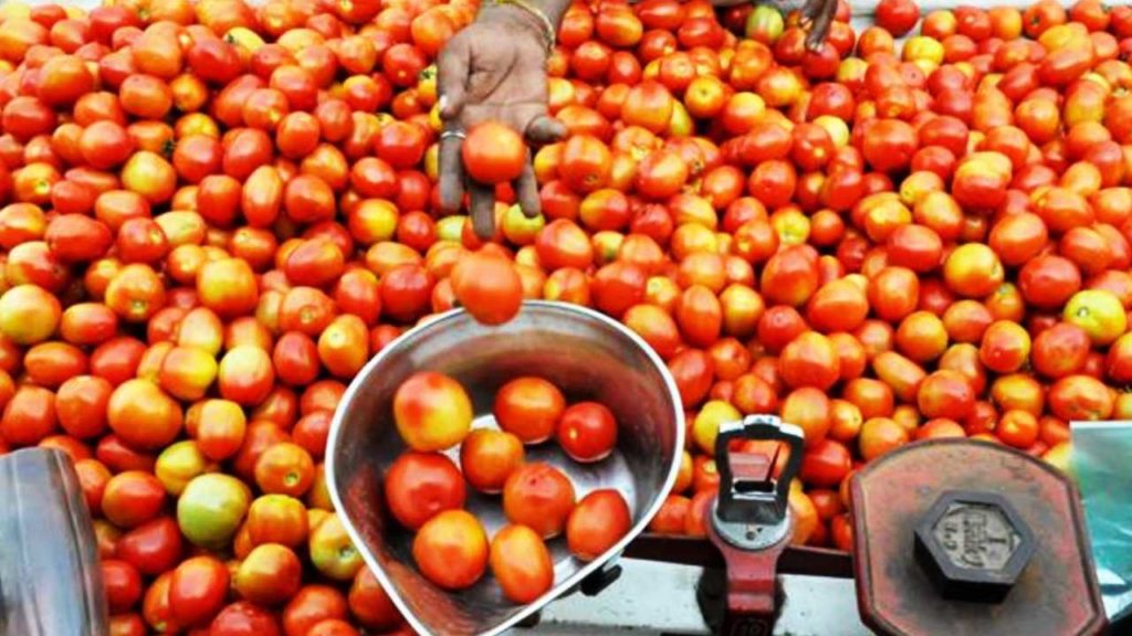 tomato price